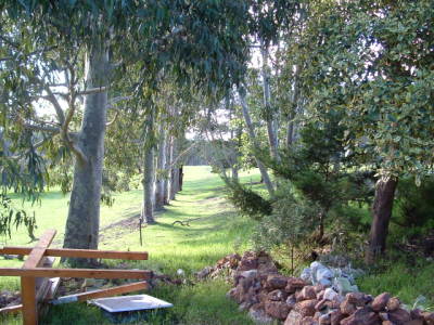 spotted gum avenue